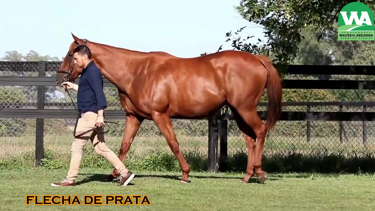 FLECHA DE PRATA