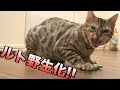 いつも優しいルトが完全野生化している件www