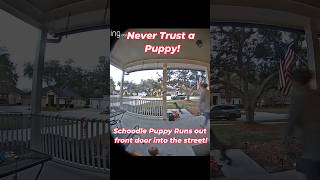 Puppy Runs Out the Door into the Street!  Caught on Ring Camera SHORT