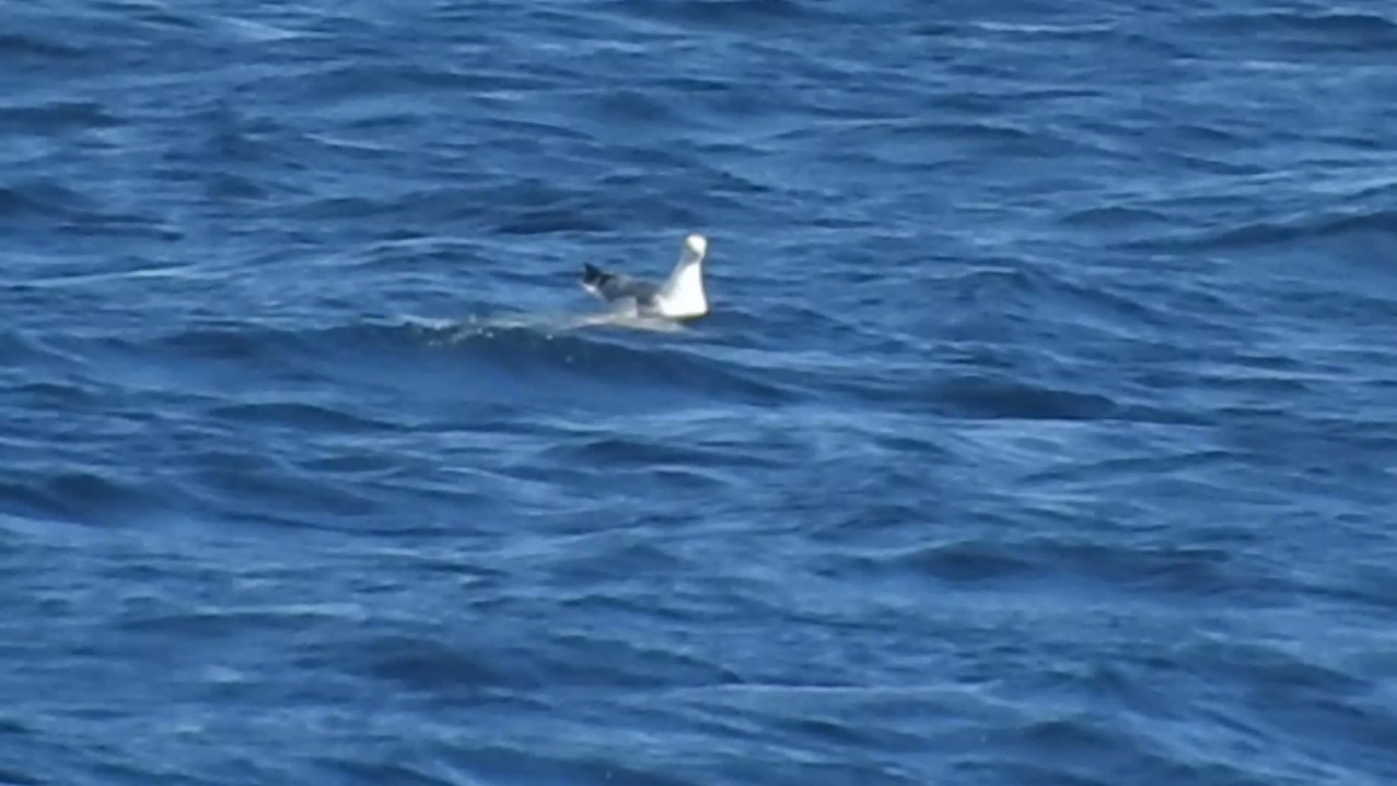 Gull and a half dead moonfish
