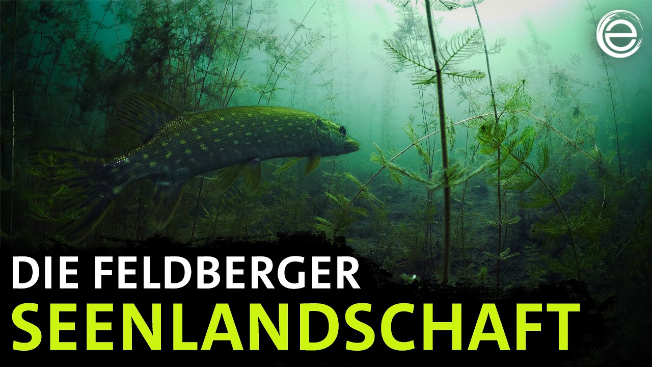 Die Feldberger Seenlandschaft ‒ Geheime Wasserwildnis | Erlebnis Erde