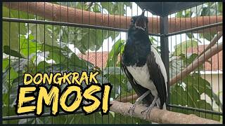 Suara Burung Kacer Bikin Lawan Emosi Gacor, Pancingan Kacer Agar Cepat Emosi Gacor