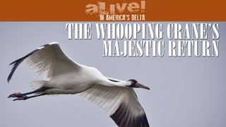 The Whooping Crane's Majestic Return | Alive! In America's Delta | Episode 1