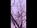 Сегодня, 30.03.16, у нас в Шевченковском районе (г.Запорожье), после дождя в 18ч55м появилась радуга