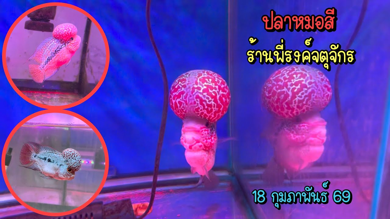 Zing’s Day l ปลาหมอสีร้านพี่รงค์ตลาดจตุจักร 18 กุมภาพันธ์ 69