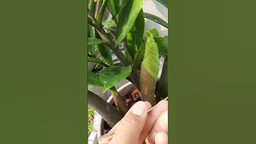 Nước vo gạo tưới cây ?