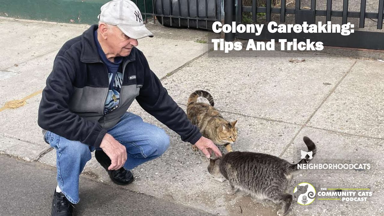 Community Cats and TNR