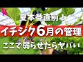 【イチジク】6月の作業と管理のポイント(芽かき・追肥・梅雨と暑さ)