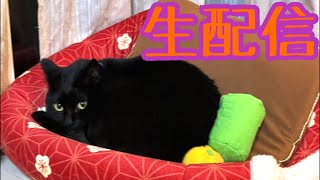 【生配信11/22】良い夫婦の日くらいテトに優しくしてあげてねベルちゃん生配信