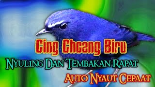 JONGKANGAN BIRU/CINGCOANG BIRU GACOR DOR FULL ISIAN NYULING TEMBAKAN RAPAT AUTO LANGSUNG NYAUT CEPAT