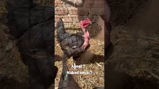Aseel naked neck
