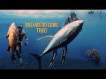 Epic spearfishing dreams come true  canary islands 4k