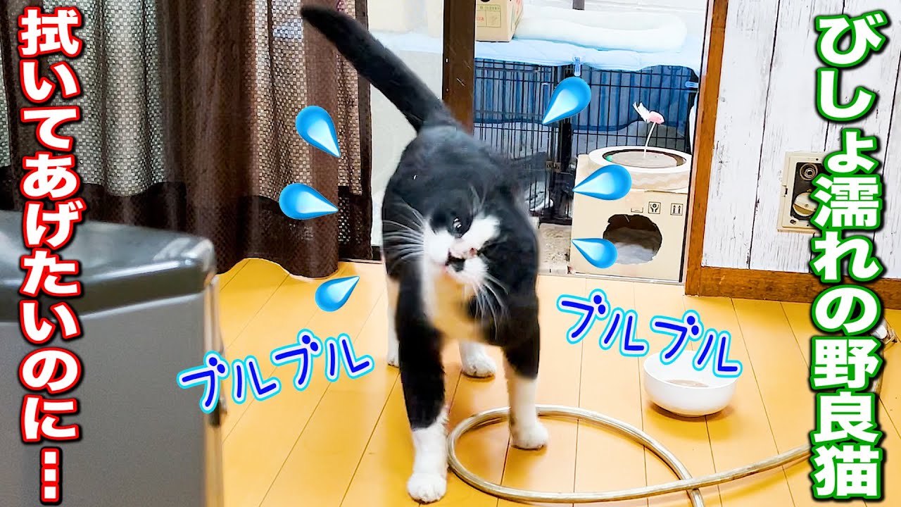 I want to wipe off the wet stray cat but for some reason it