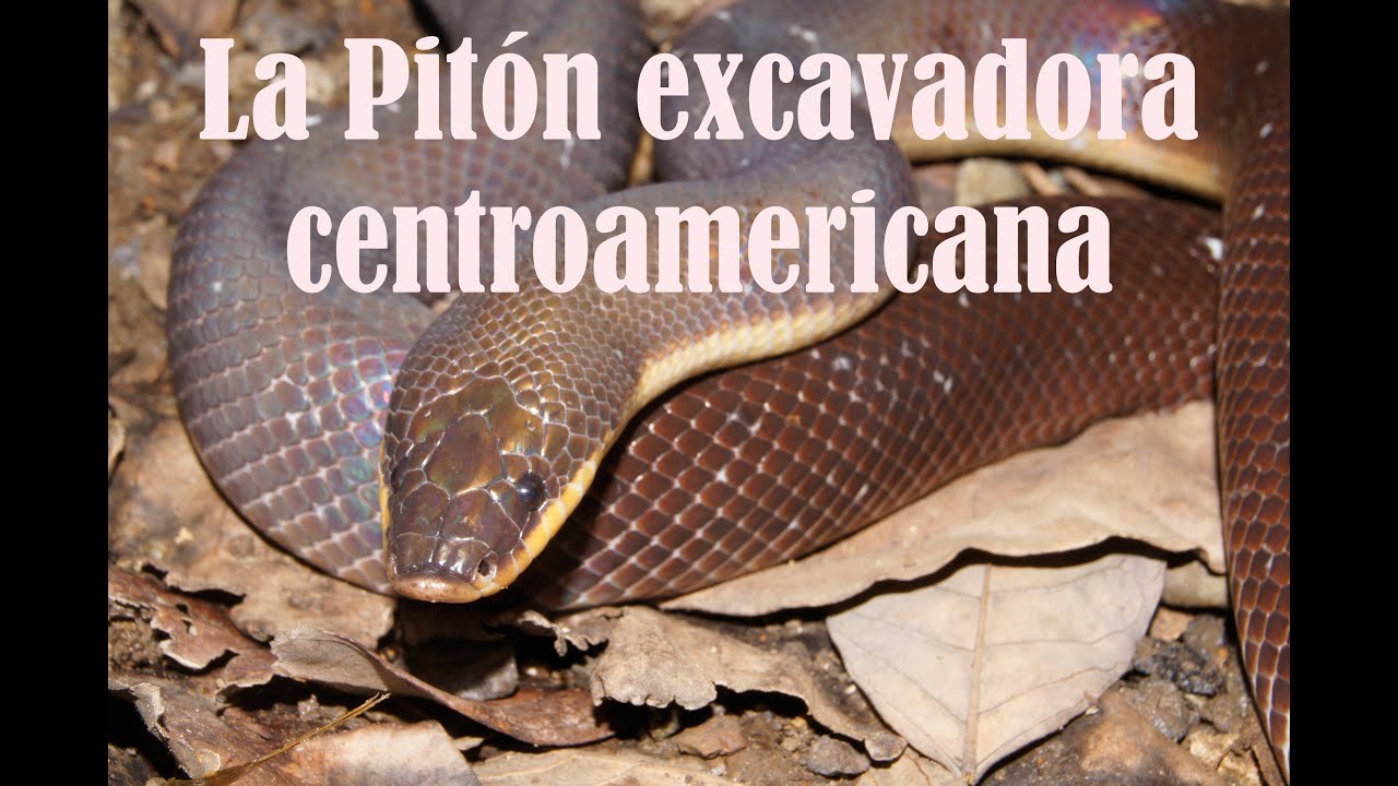 La Pitón americana o pitón excavadora (Loxocemus bicolor) en Costa Rica
