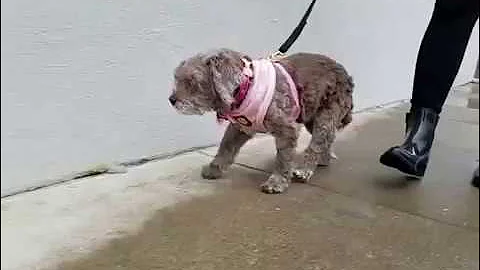 Edna, a Poodle mix at Muttville