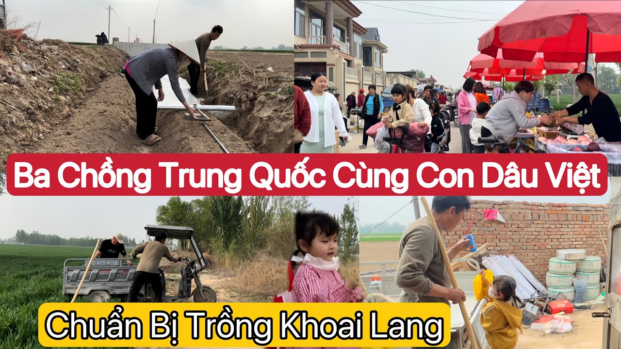 #505] Dâu Việt Và Ba Chồng Trung Chuẩn Bị Cuốc Dòng Trồng Khoai Lang.Chợ Phiên Chủ Nhật Toàn Người