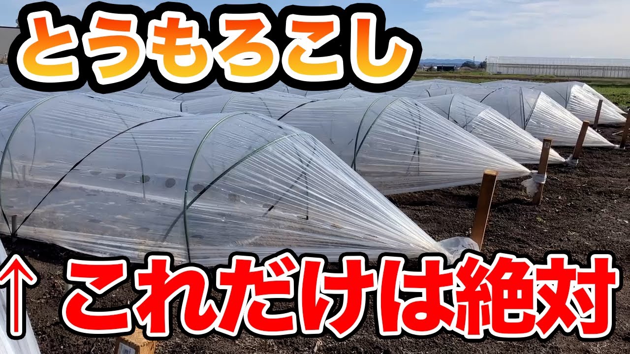 【とうもろこし】必須！〇〇ビニールだけは絶対つけてください！