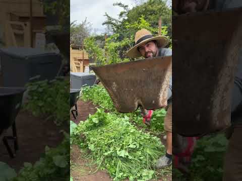 Video: Kun je onkruid composteren: compost maken van onkruid