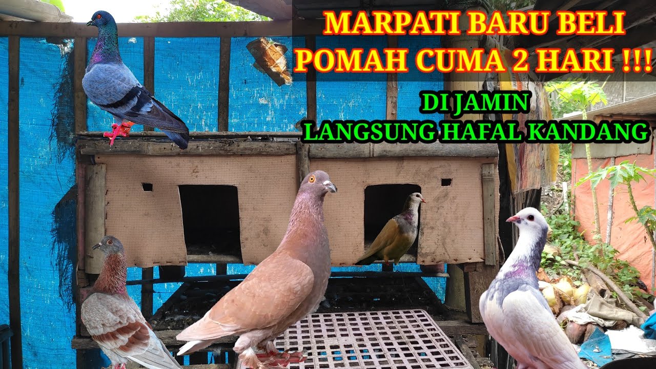 CARA POMAHKAN MERPATI DENGAN CEPAT || cara agar merpati hafal kandang dengan cepat