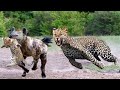 Hyena Vs Leopard Fight To Death - The God can't help Mother Leopard save Cubs escape of Hyena