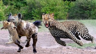 Hyena Vs Leopard Fight To Death - The God can&#39;t help Mother Leopard save Cubs escape of Hyena