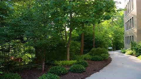 Liriodendron tulipifera -  Tuliptree