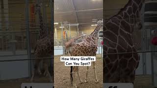 How Many Giraffes Can You Spot? 🦒👀 #shorts #viralshorts #trending #viral #puzzle #animals #nature
