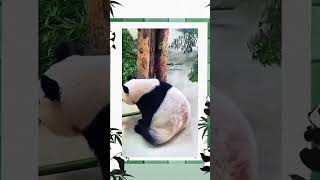 Cute Panda Adorable Antics Will Melt Your Heart #viralvideo #funny #youtubeshorts #comedy #trending