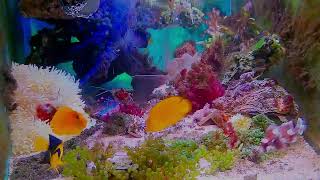 「Relaxing and pleasant music: real and beautiful aquarium~Heal your mood and relax your body an」的副本 by yeeco 53 views 2 days ago 10 minutes, 1 second