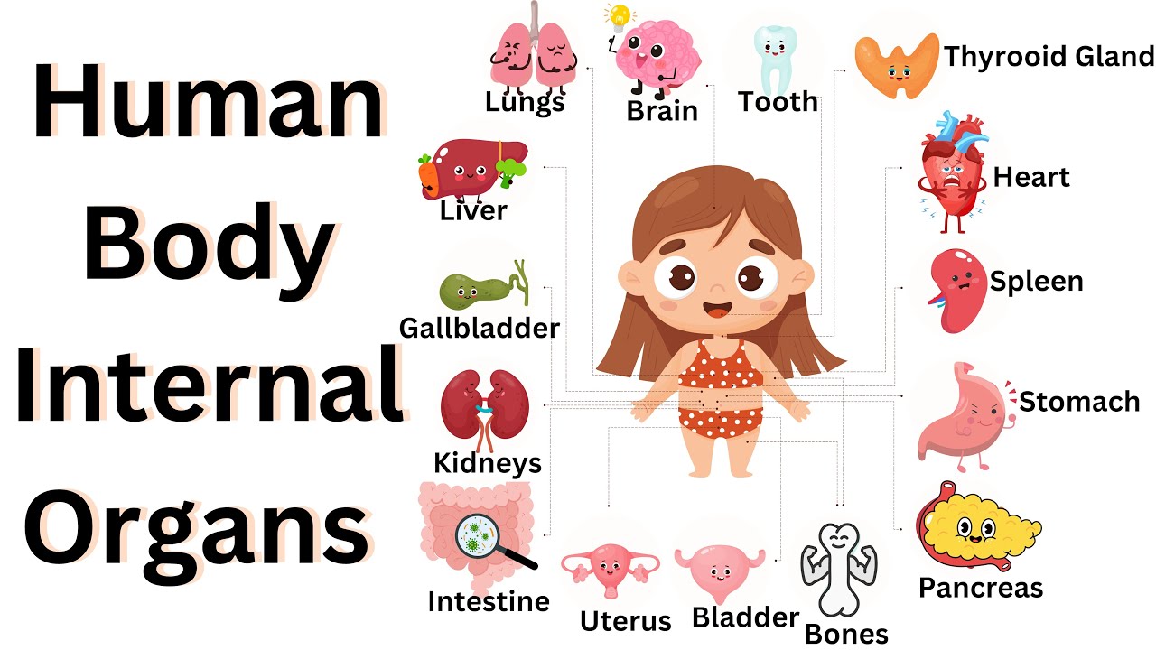 Internal Organs Of Human Body|| Parts Of Body Name In English With ...