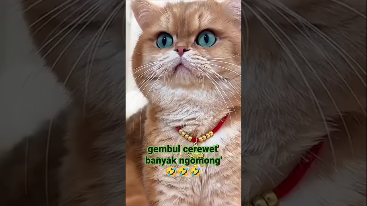 kucing lucu banyak ngomong😁#kucinganggoralucudanimut #fyp #cat #shorts