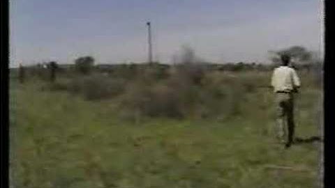 A Lion Hunt Gone Bad