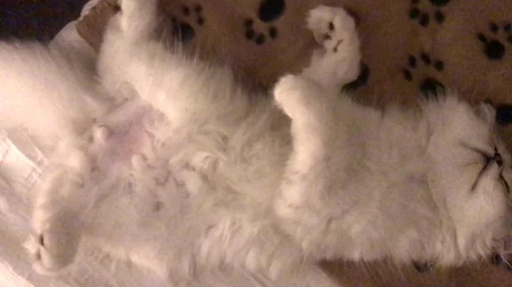 Watch the video about Ponzu the silver shaded chinchilla persian #3 - 13weeks old -