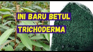 Trichoderma thailand
