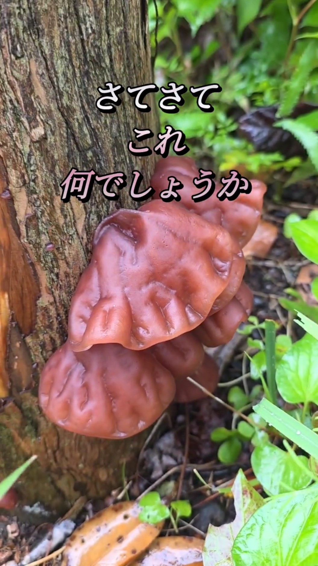 詳細不明の木のオブジェ Shocking》Found on a tree stump! Mysterious object (Ijuin-cho