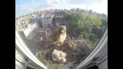 Red-tailed Hawks Nest Timelapse