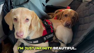 MY DOGS LOVE THE CAR by Scott Silva 48 views 1 year ago 7 seconds