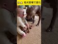 😱🐶 母犬登場で変化 | Changes occur with the arrival of the mother dog #youtubeshorts #funny #cute #baby