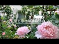 *ガーデンVlog*バラが満開の6月初旬の庭🌹雨の中の開花ラッシュ☔️🥀