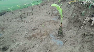 trồng chuối tây thái lan và cách bón phân 0779335899