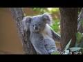 コアラ koala 001 東山動植物園 20191129