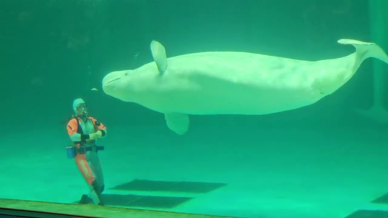 20260207鴨川海洋世界白鯨表演2