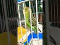 budgie birds 🐦✨