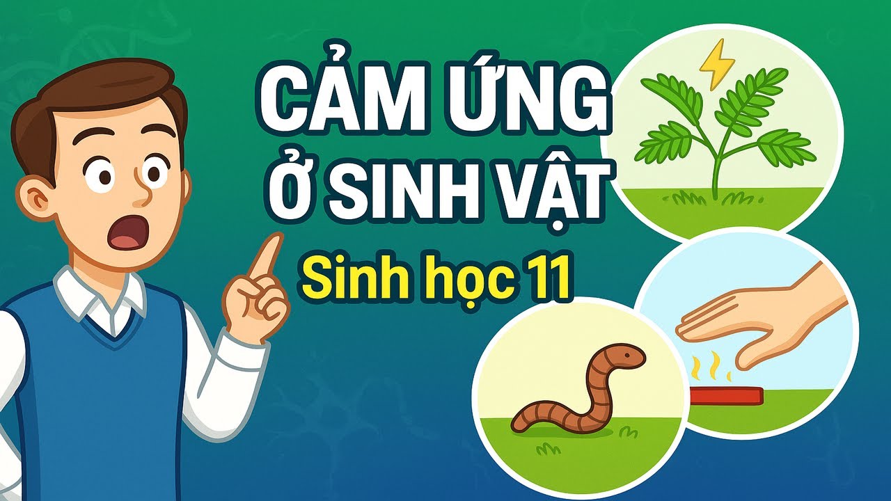 Sinh Học 11: Toàn Bộ Lý Thuyết Cảm Ứng Ở Sinh Vật – Ngắn Gọn, Dễ Hiểu, Có Ví Dụ
