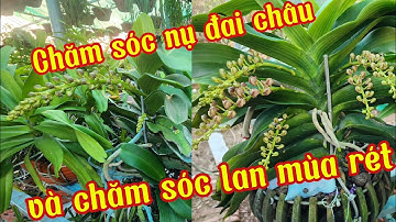 Chăm sóc nụ đai châu và cắt nước lan thân thòng, cắt nước cho phi điệp ra nhiều hoa