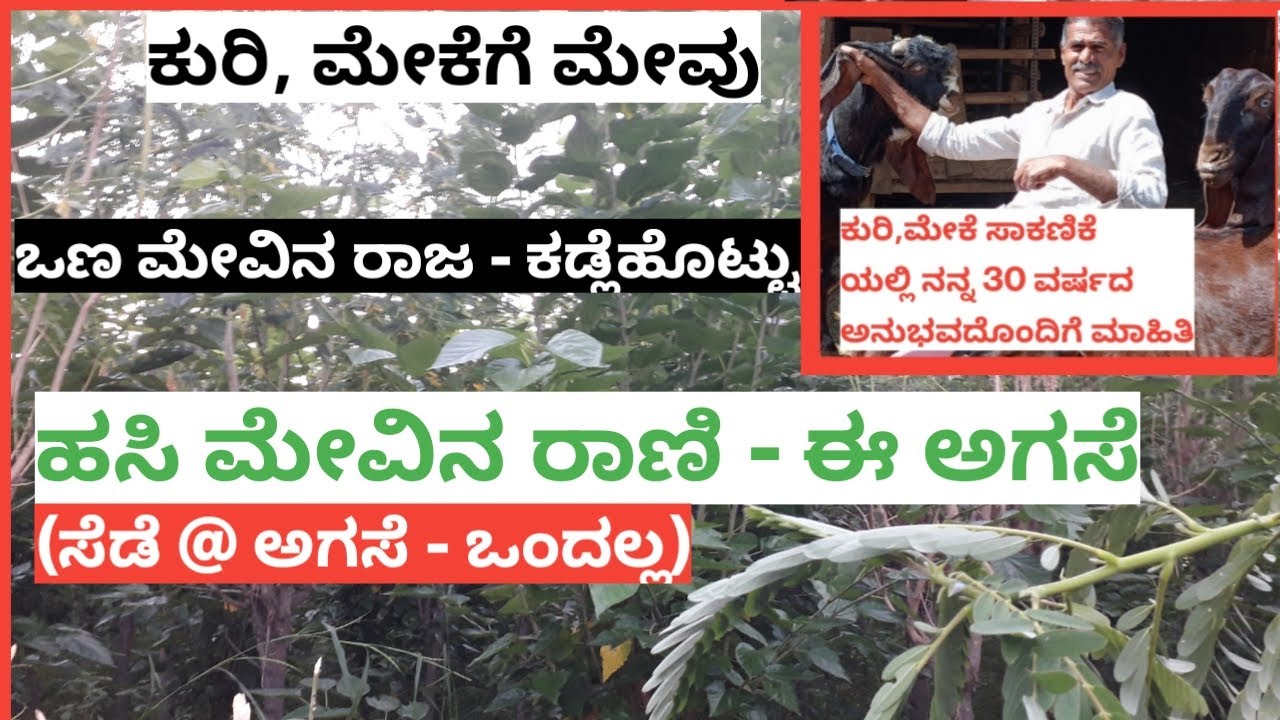 ಸಾಕಾಣಿಕೆಯಲ್ಲಿ ನನ್ನ 30 ವರ್ಷದ ಅನುಭದಿಂದ ಕುರಿ, ಮೇಕೆಗೆ ಸೂಕ್ತ ಮೇವಿನ ಮಾಹಿತಿ