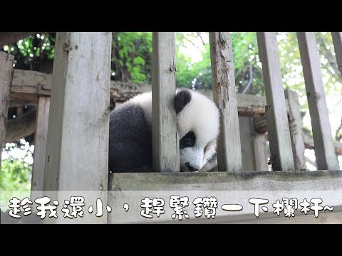 《熊貓早晚安》趁我還小，趕緊鑽一下欄杆~ | iPanda熊貓頻道