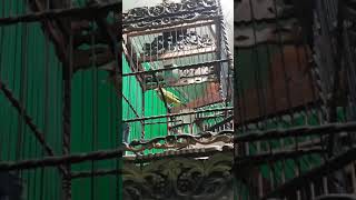 pleci ombyokan nembak panjang