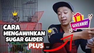 CARA MENGAWINKAN SUGAR GLIDER PALING GAMPANG DAN AMAN ALA KONOHA GLIDER PLUS GIVE AWAY