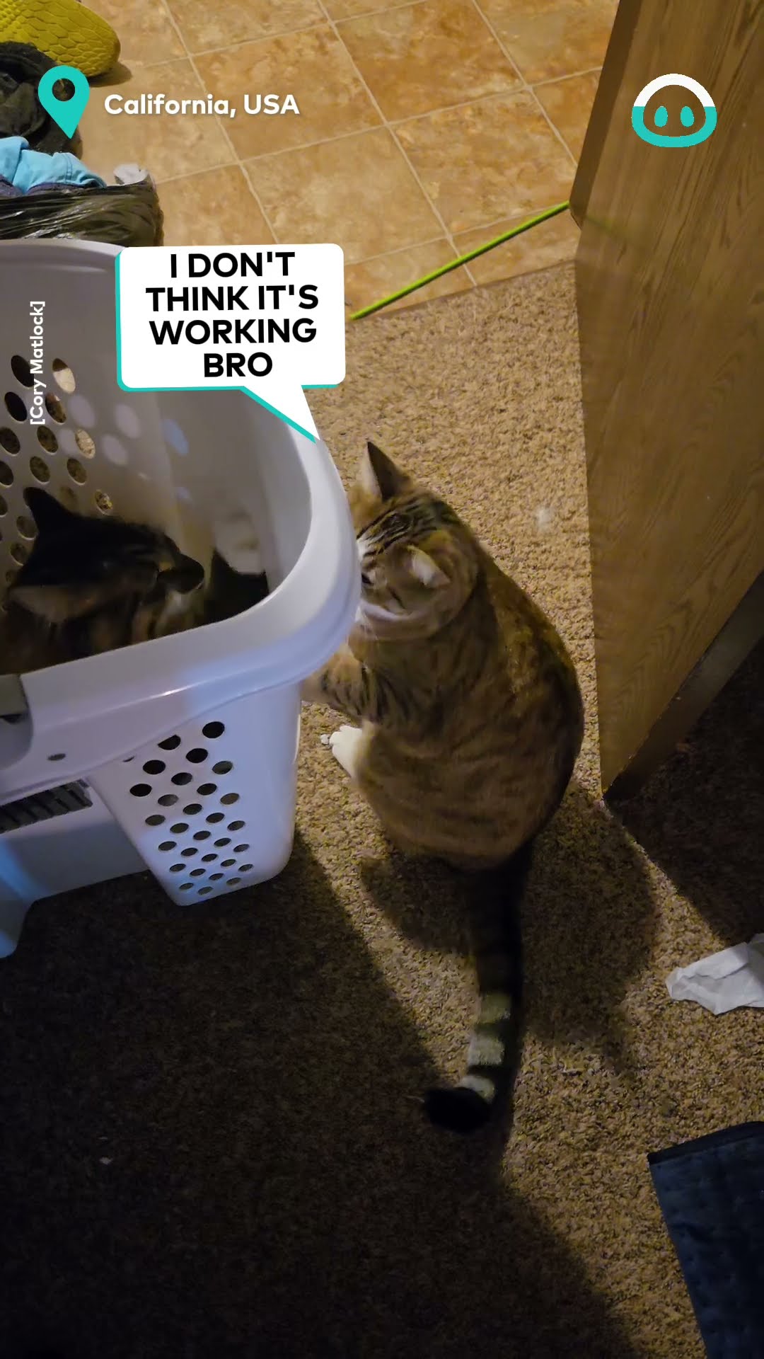 Cats Perform Strange Ritual || ViralHog